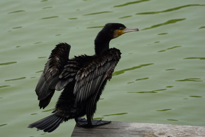 Cormorant  Bird