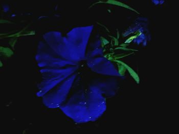 Close-up of blue flower against black background