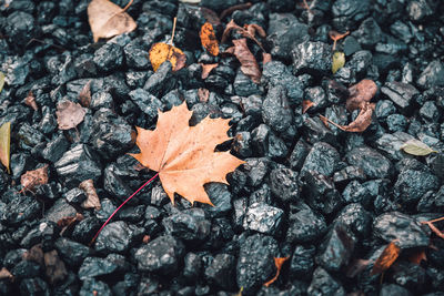 Close-up of dry maple leaf