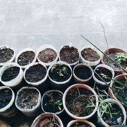 Close-up of potted plants in greenhouse