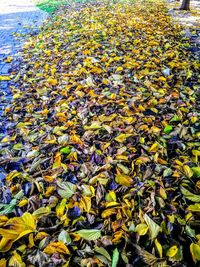 Full frame shot of leaves