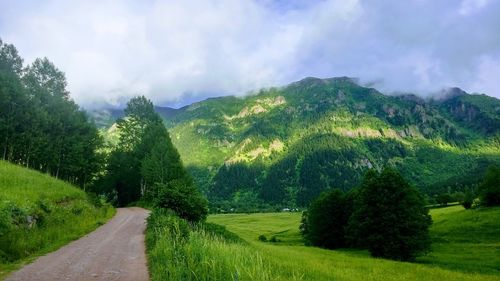 Panoramic view of trees on field against sky