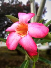 Close-up of pink day lily blooming outdoors