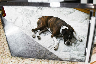 Dog lying down