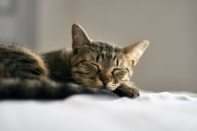Close-up of a sleeping cat