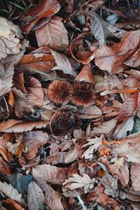 Full frame shot of dry autumn leaves on field