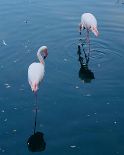 Swan on lake