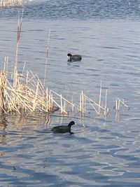 High angle view of ducks swimming in lake