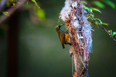 Close-up of bird hanging on tree