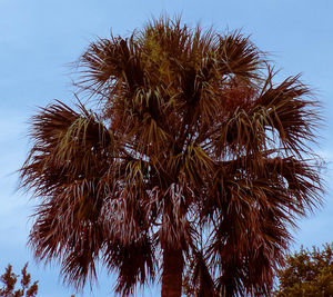 Low angle view of palm tree against clear sky