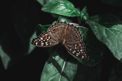 Close-up of butterfly on leaves