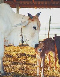 Portrait of cow and calf