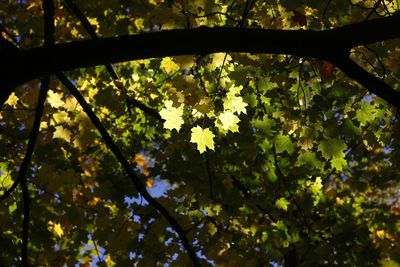 Low angle view of tree