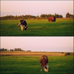 Cows grazing on grassy field