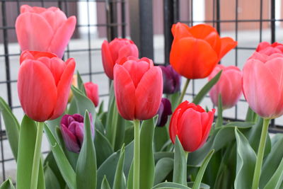 Close-up of red tulips