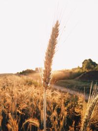 Close-up of wheat growing on field against clear sky