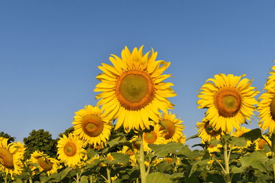 Close-up of yellow sunflower against clear sky