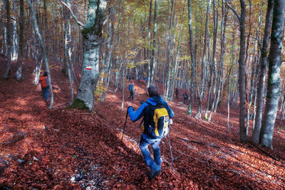 Full length of man hiking amidst trees in forest