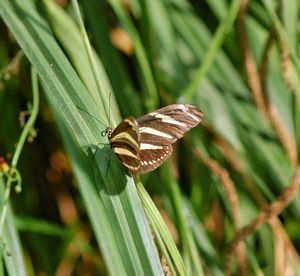 Close-up of butterfly on grass