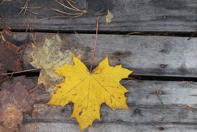 Close-up of yellow maple leaf