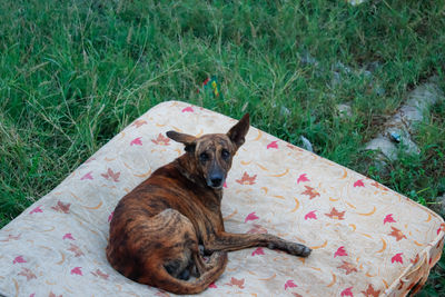 View of a dog resting on field