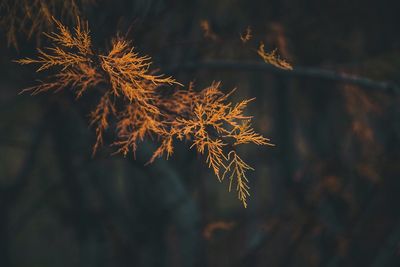 Close-up of branches during autumn