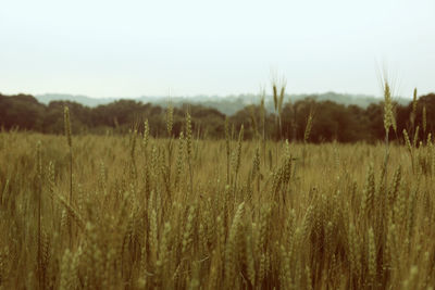 Close-up of wheat field against clear sky