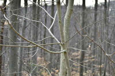 Close-up of bare tree in forest