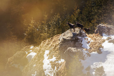 Animals on rocks