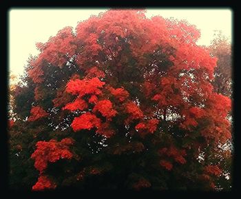 Low angle view of flower tree against sky