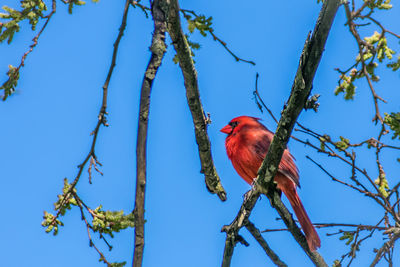 Low angle view of bird perching on tree against blue sky