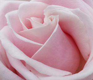 Close-up of pink rose