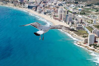 High angle view of seagull flying over seascape