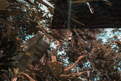 Low angle view of spider web on tree
