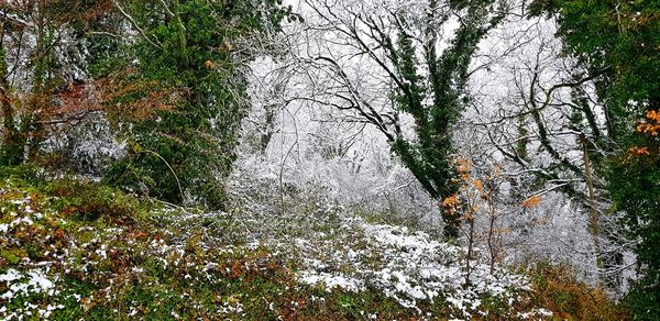 View of trees in forest during winter