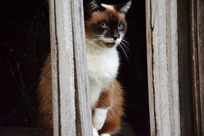 Close-up of cat sitting on wooden window