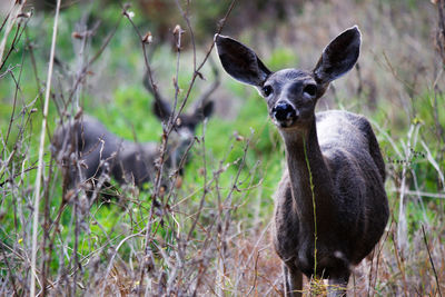 Portrait of an animal on field