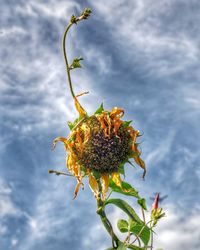 Close-up of wilted plant against sky