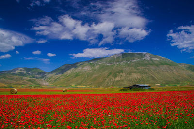 Scenic view of flowering plants on field against sky