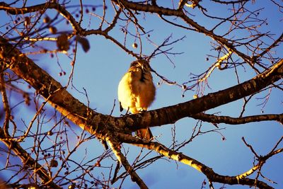 Low angle view of bird perching on tree against sky