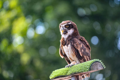 Close-up of eagle perching on tree