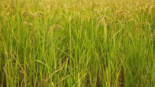 Full frame shot of rice paddy