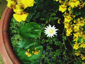 High angle view of yellow flowers blooming in potted plant