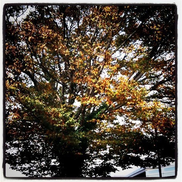 transfer print, tree, low angle view, auto post production filter, branch, growth, nature, beauty in nature, sky, tranquility, day, autumn, outdoors, no people, sunlight, leaf, scenics, lush foliage, change, green color