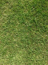 Full frame shot of grass on field