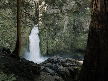 Scenic view of waterfall in forest