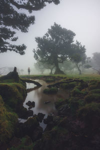 A ghost in a spooky foggy forest with warped branches and moss covered trees.