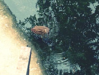 Surface level of water