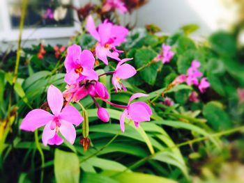 Close-up of pink flowers