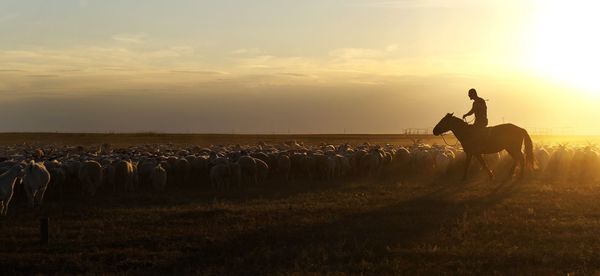 Herder riding horse with herd of goats on field against sky during sunset